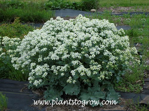 Sea Kale (Crambe maritima) 
A large plant in a seed stock bed.